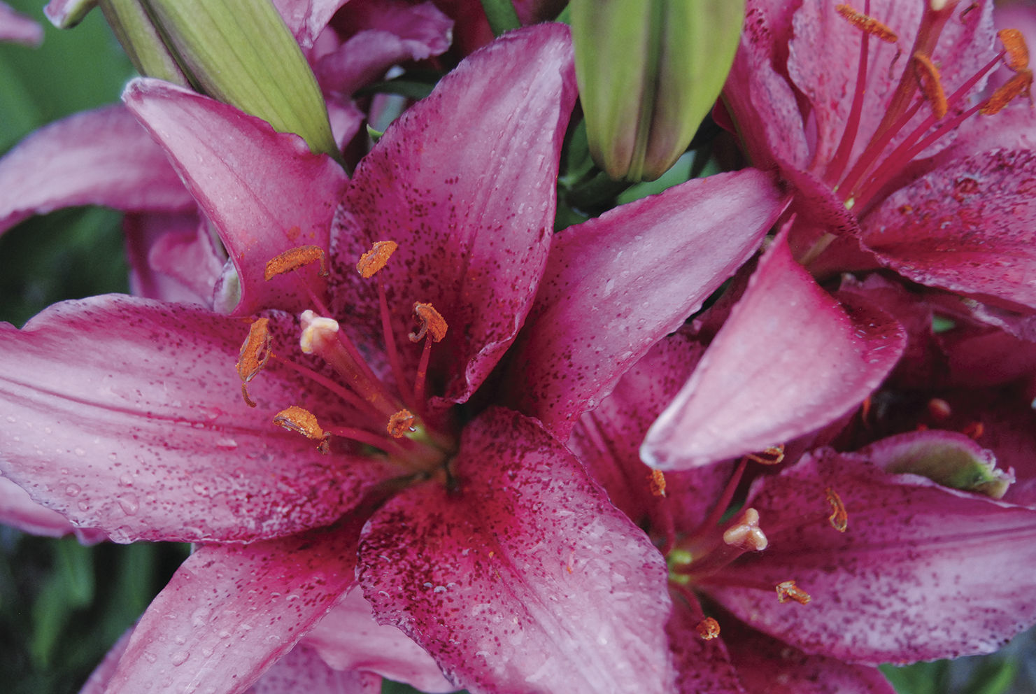 Lovely lilies
